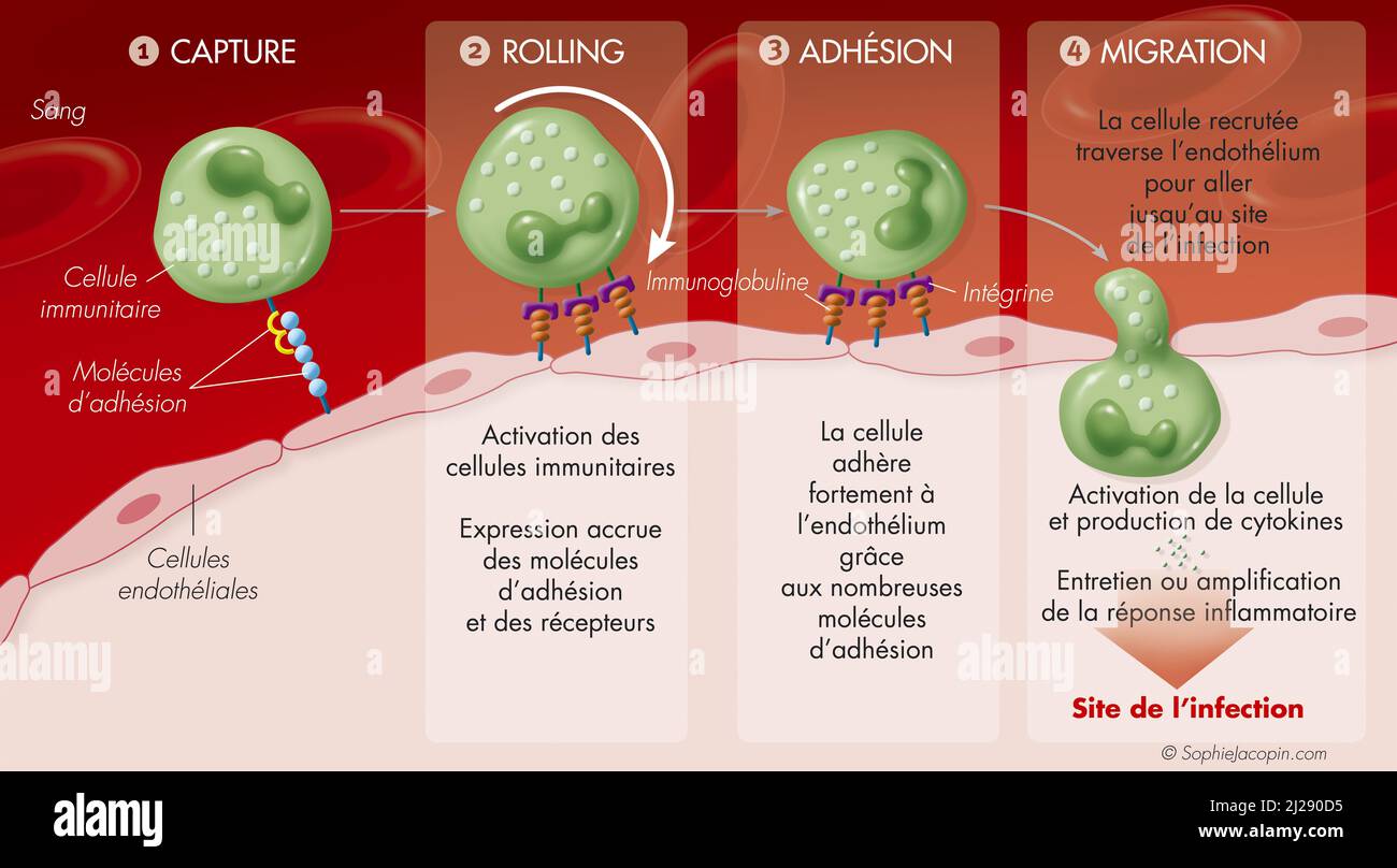 Immunité-composition de la membrane Banque D'Images