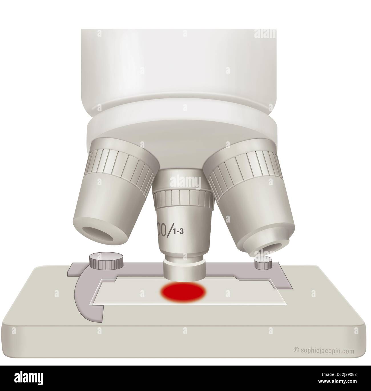 Analyse de sang au microscope Banque D'Images