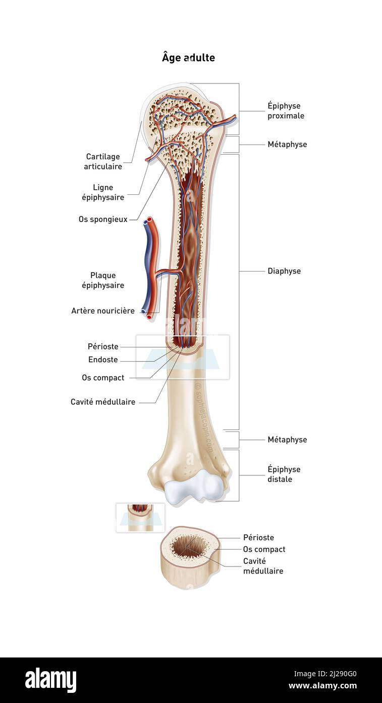 Structure osseuse adulte Banque D'Images