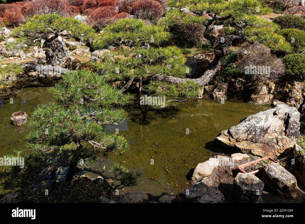Chorakuji aurait été ouvert par Kobo Daishi pendant la période Heian. Le jardin de printemps de l'étang Mantenboshi-no-Niwa, qui est dit être le Daim Banque D'Images
