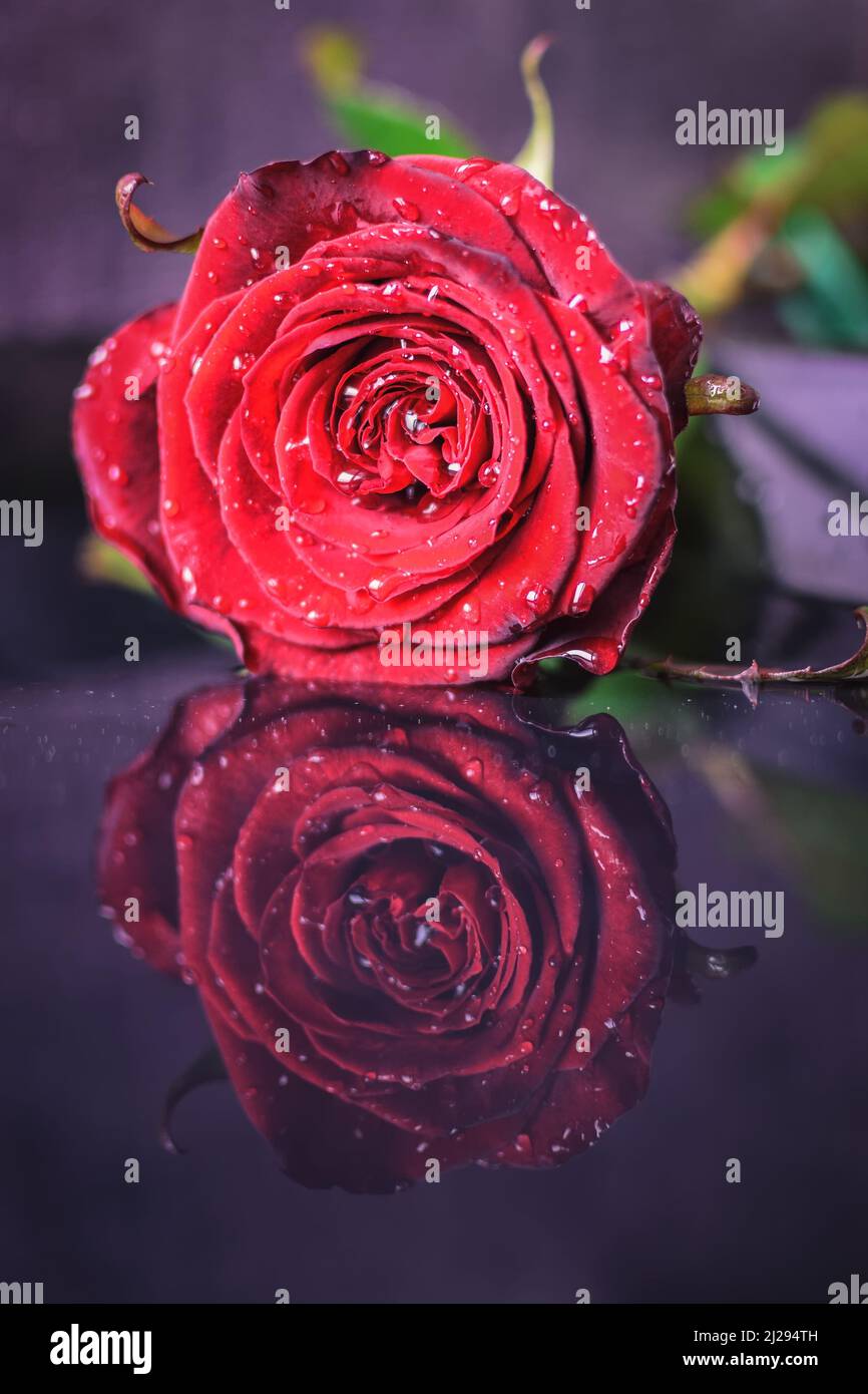 Portrait d'une belle fleur. Rose rouge reflétée dans le verre foncé. Banque D'Images