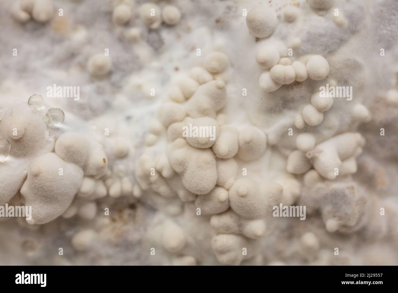 Le champignon noir perlé fraie avec des épingles Banque D'Images