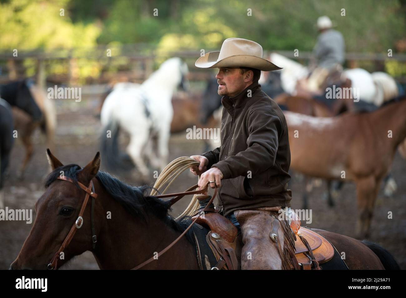 Beau rancher sur un cheval, travaillant. Beau cow-boy au travail. Cowboy élégant au travail. Marlboro cow-boy. Wyoming, États-Unis Banque D'Images