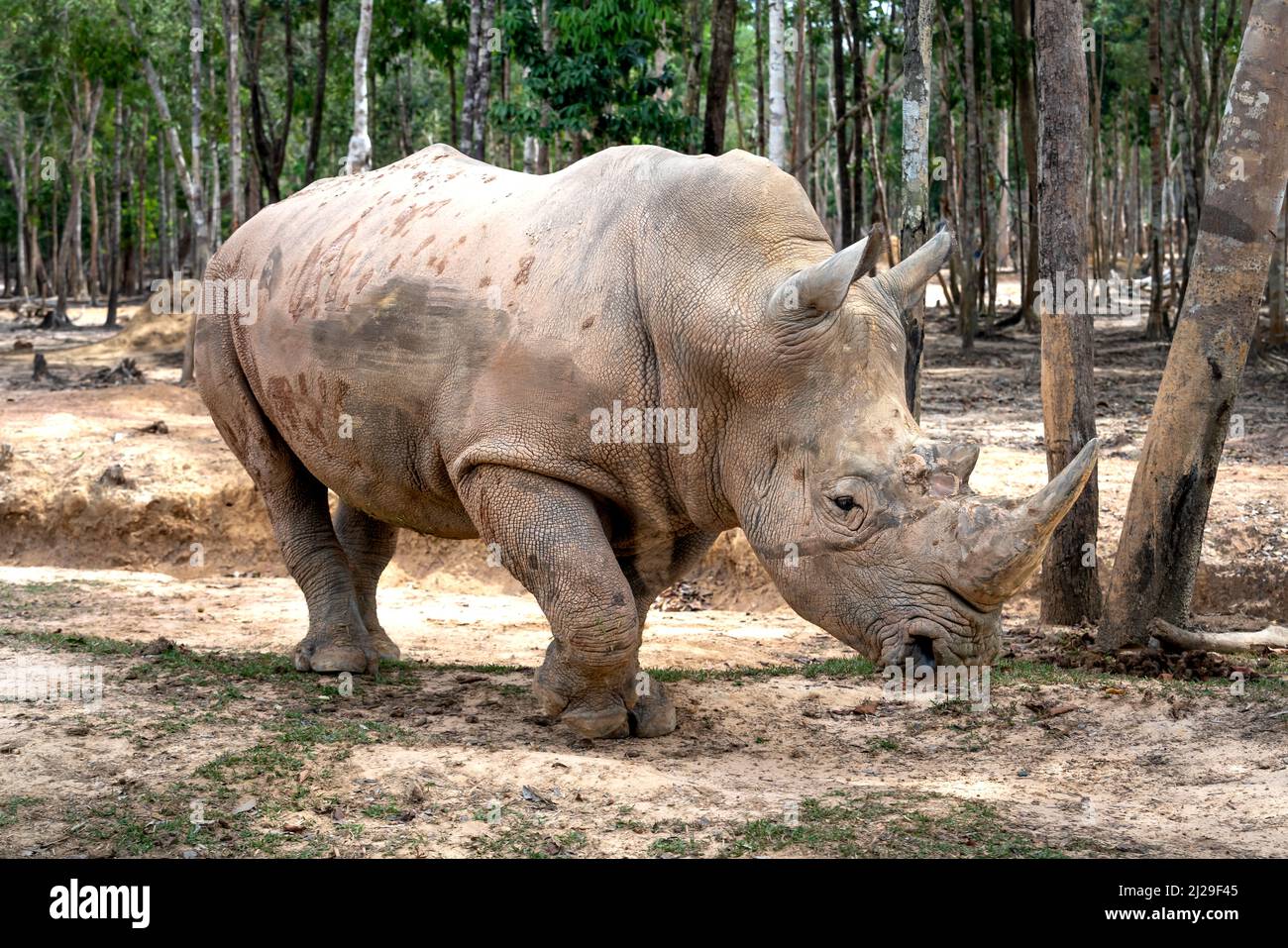 Groupe de Rhino vivant au Phu Quoc Safari zoo au Vietnam Banque D'Images