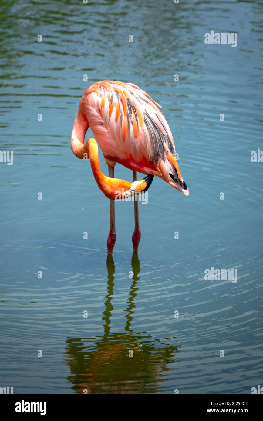 Les flamants dans le parc safari de l'île de Phu Quoc, Vietnam Banque D'Images