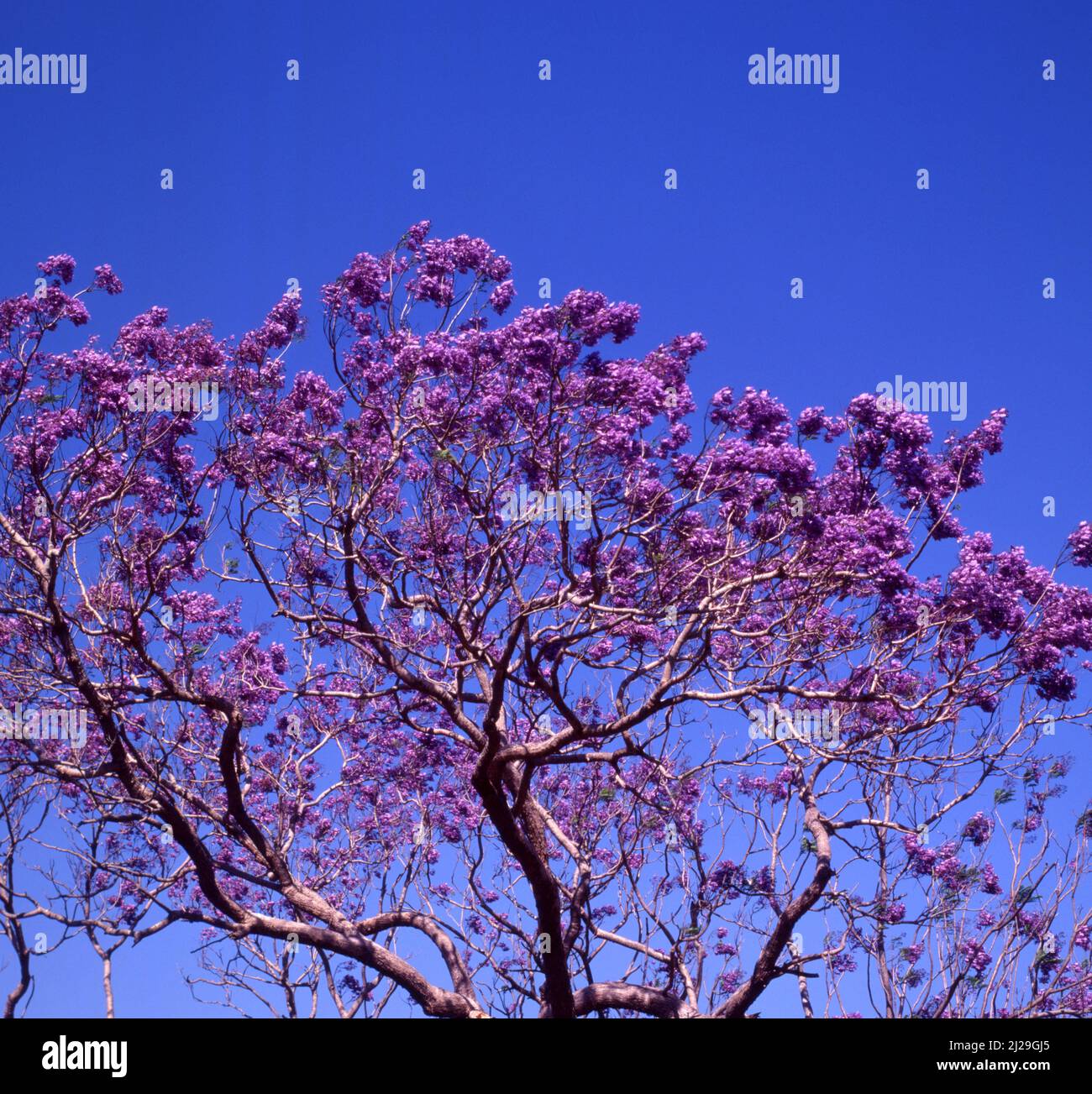 JACARANDA ARBRE EN FLEUR CONTRE CIEL BLEU, GRAFTON, NOUVELLE-GALLES DU SUD, AUSTRALIE. Banque D'Images