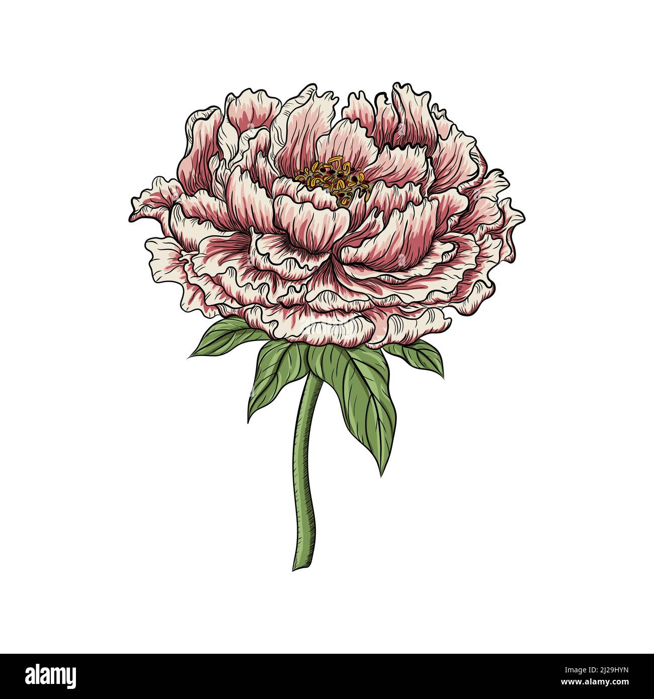 Fleur de pivoine chinoise isolée sur fond blanc. Illustration vectorielle. Peony Realistic.illustration vectorielle dessinée à la main Illustration de Vecteur