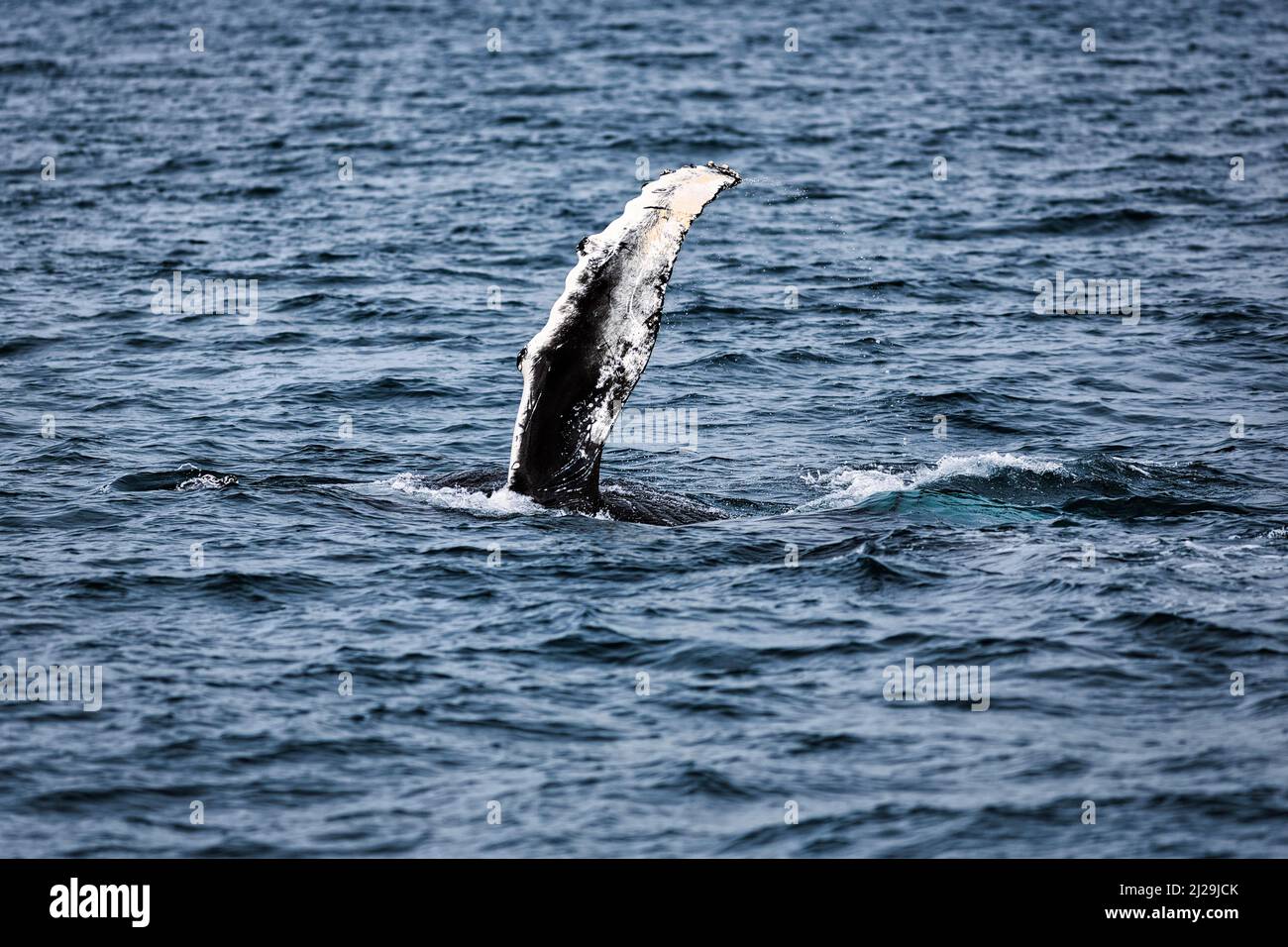 Nageoire pectorale de baleine à bosse (Megaptera novaeangliae), observation des baleines, baie de Skjalfandi, Husavik, Husavik, Nord de l'Islande, Islande Banque D'Images