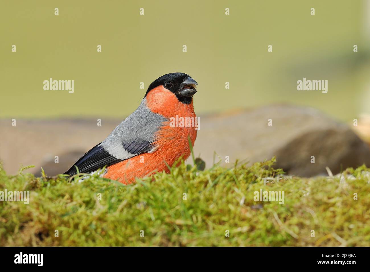 Bullfinch eurasien (Pyrrhula pyrrhula), mâle à la racine, portrait animal, Rhénanie-du-Nord-Westphalie, Allemagne Banque D'Images