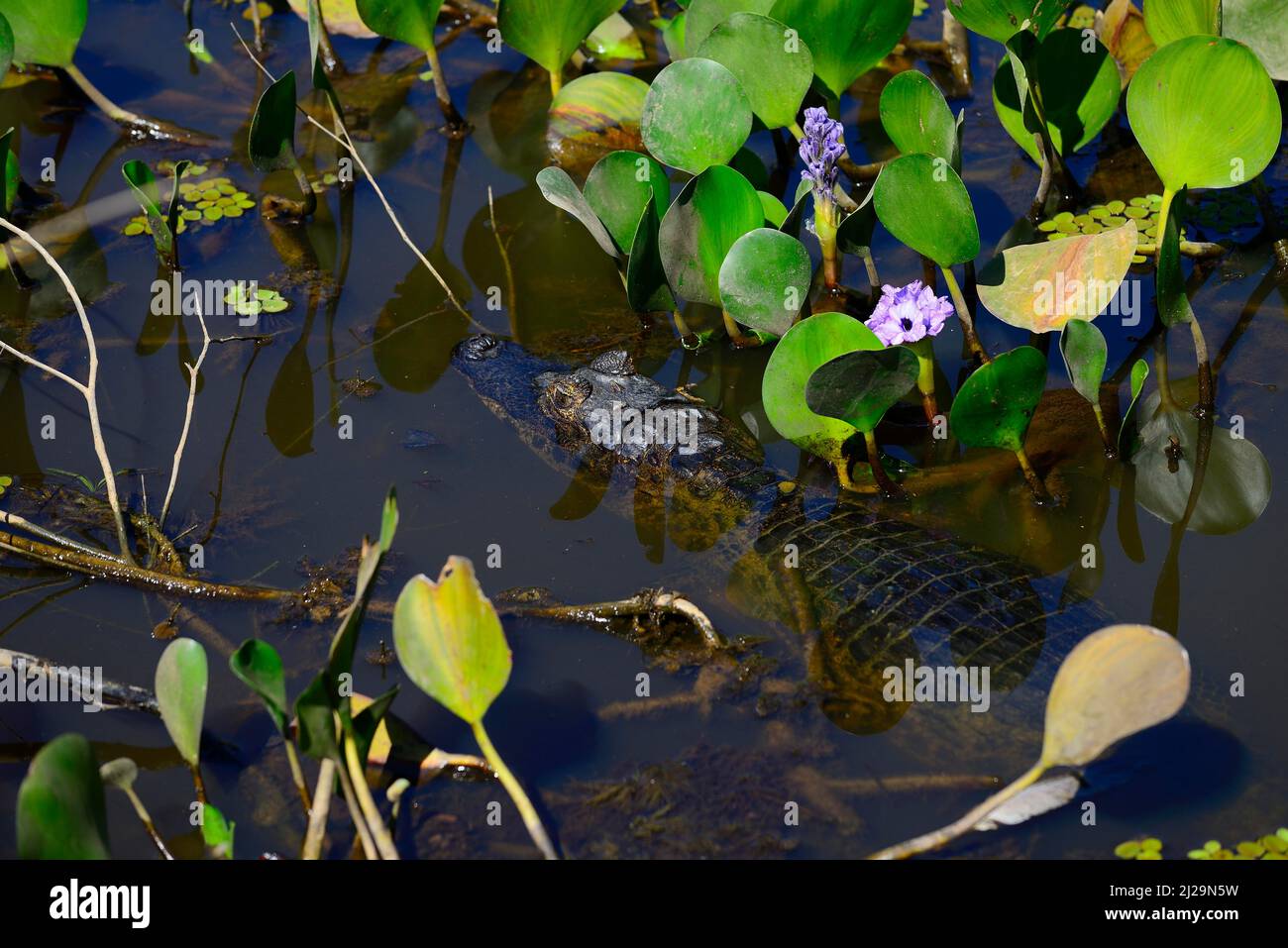 Yacare caiman (Caiman yacare) dans l'eau entre la jacinthe d'eau commune (Pontederia crassipes), Pantanal, Mato Grosso, Brésil Banque D'Images