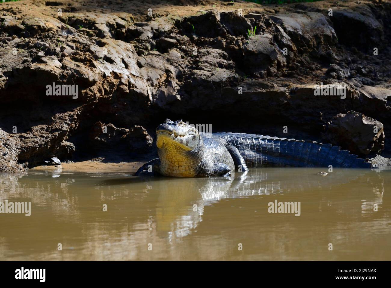 Yacara caiman (Caiman yacara) couché sur la rive, Pantanal, Mato Grosso, Brésil Banque D'Images