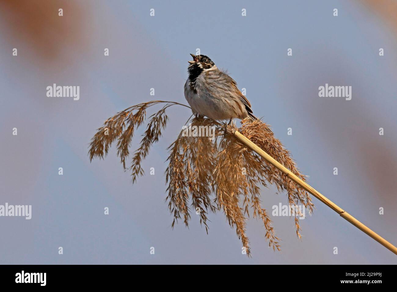 Bunting de roseau (Emberiza schoeniclus) chantant sur un roseau, la faune, l'Allemagne Banque D'Images