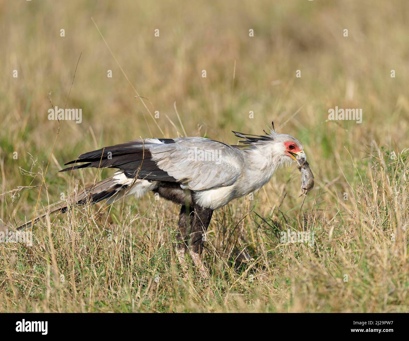 La Secrétaire oiseau (Sagittaire serpentarius) mange une souris, Réserve de gibier de Maasai Mara, Kenya Banque D'Images
