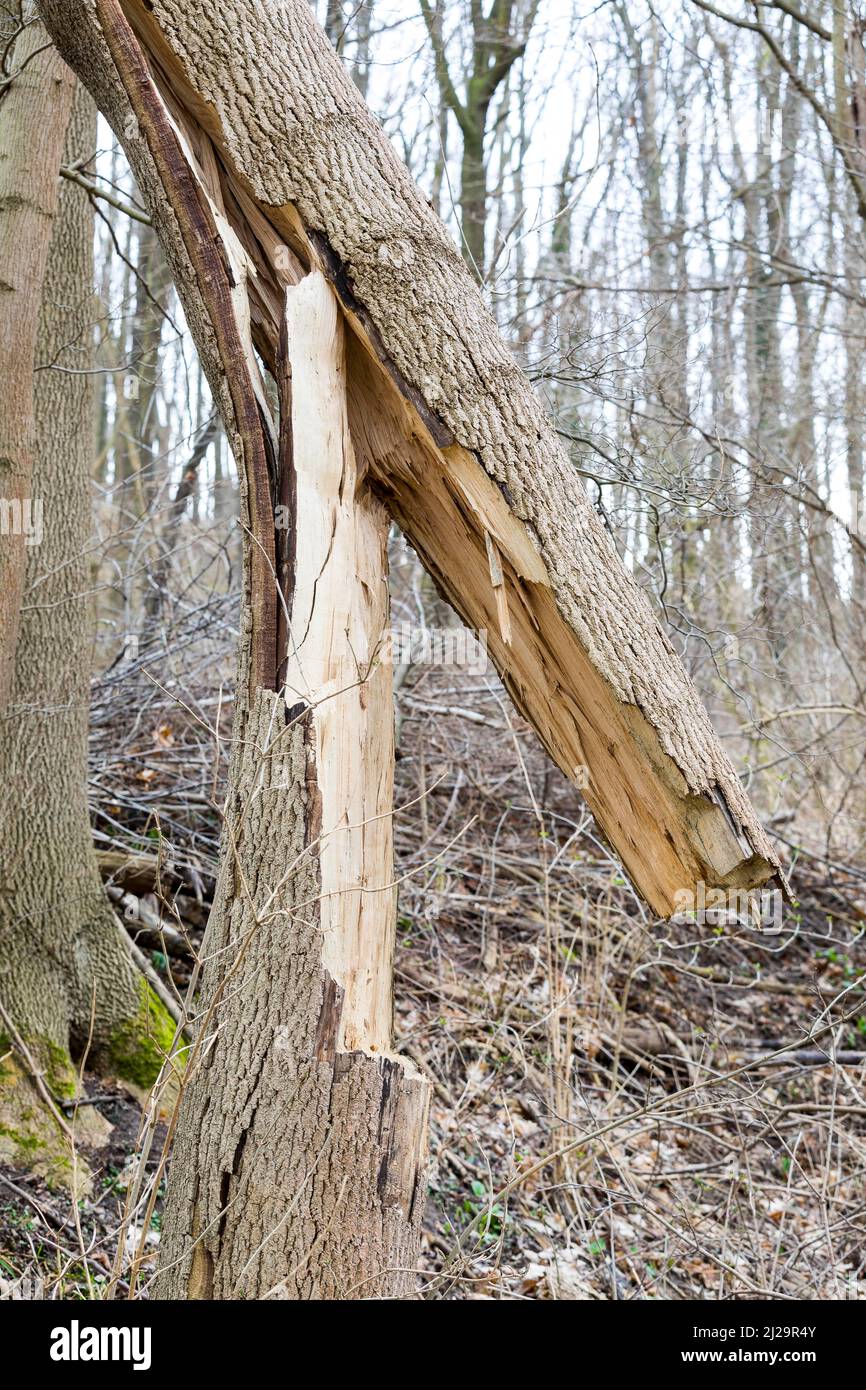Tronc d'arbre brisé en raison de la tempête, réserve naturelle Alte Halde, région de dolomite, Ostrau, comté de Mittelsachsen, Saxe, Allemagne Banque D'Images