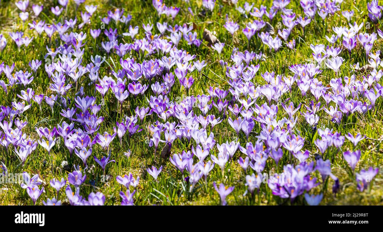 Crocus (Crocus) en fleurs, prairies de crocus à Debach, Erzgebirge, Saxe, Allemagne Banque D'Images