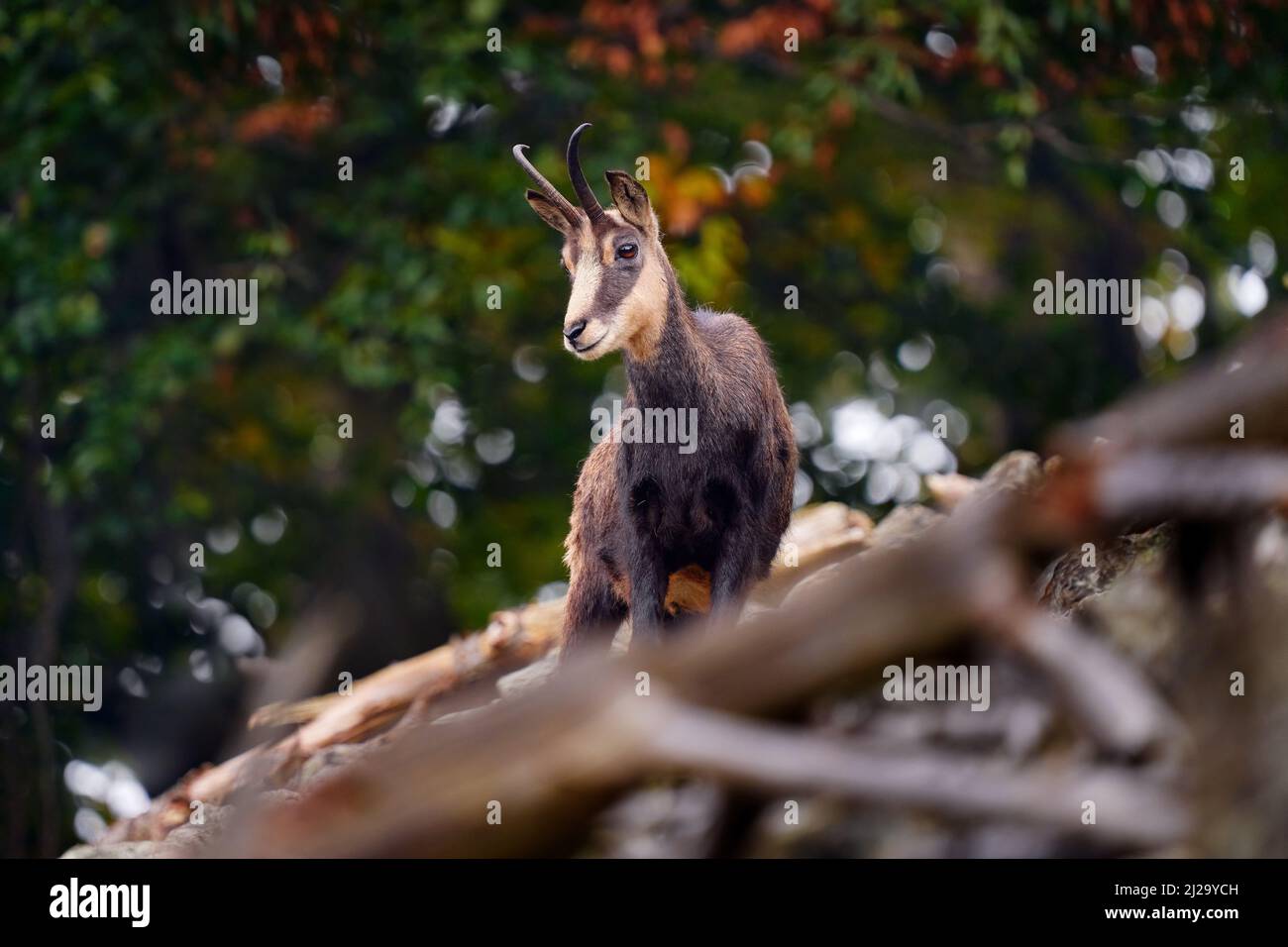 Chamois, Rupicapra rupicapra, sur la colline rocheuse, forêt en arrière-plan, colline de Studenec, République tchèque. Scène de la faune avec l'animal de corne, Chamois. Forêt Banque D'Images