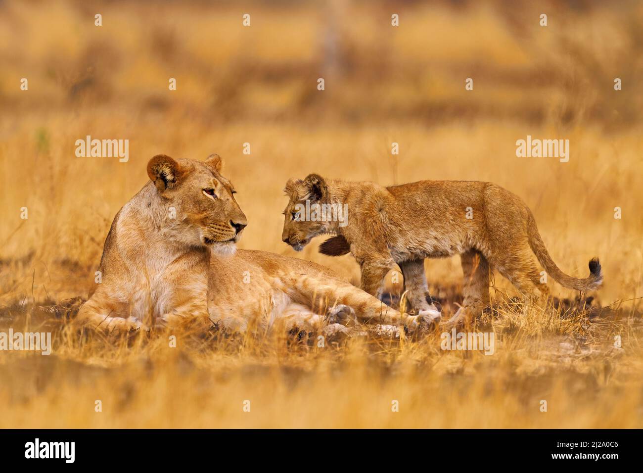 Mignon lion cub avec mère, animal danger africain, Panthera leo, détail Savuti, Botswana en Afrique. Babe de chat dans l'habitat de la nature. Lion sauvage dans l'herbe Banque D'Images