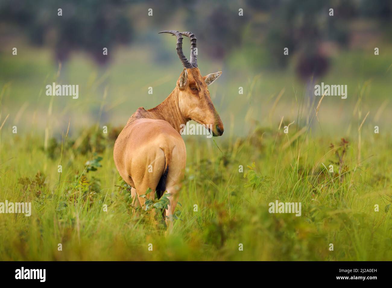 Lelwel hartebeest, Alcelaphus buselaphus lelwel, également connu sous le nom d'antilope le plus hartebeest de Jackson, dans la végétation verte en Afrique. Le plus hartebeest à Murchis Banque D'Images