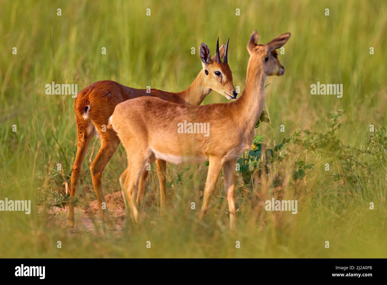 L'amour dans la nature. Steenbok, Raphicerus campestris, feu brûlé, savane détruite. Animal en feu lieu brûlé, Cheetah couché dans la cendre noire et les caders, U Banque D'Images