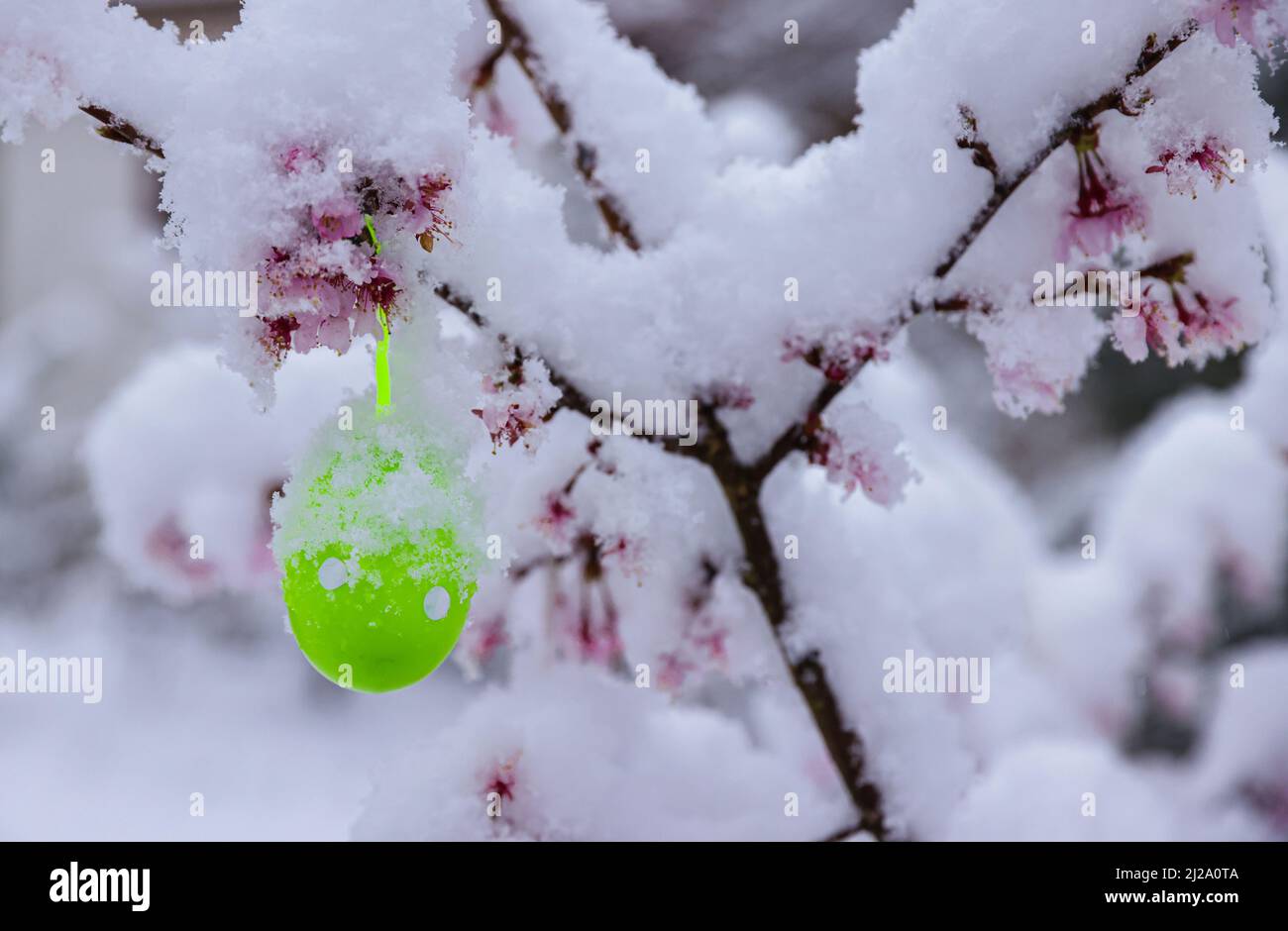 Wentorf BEI Hamburg, Allemagne. 31st mars 2022. Plusieurs centimètres de neige se trouvent sur les fleurs d'une cerise japonaise à Wentorf, près de Hambourg. Après de nombreuses journées ensoleillées printanières, il a neigé pendant la nuit. Crédit : Ulrich Perrey/dpa/Alay Live News Banque D'Images