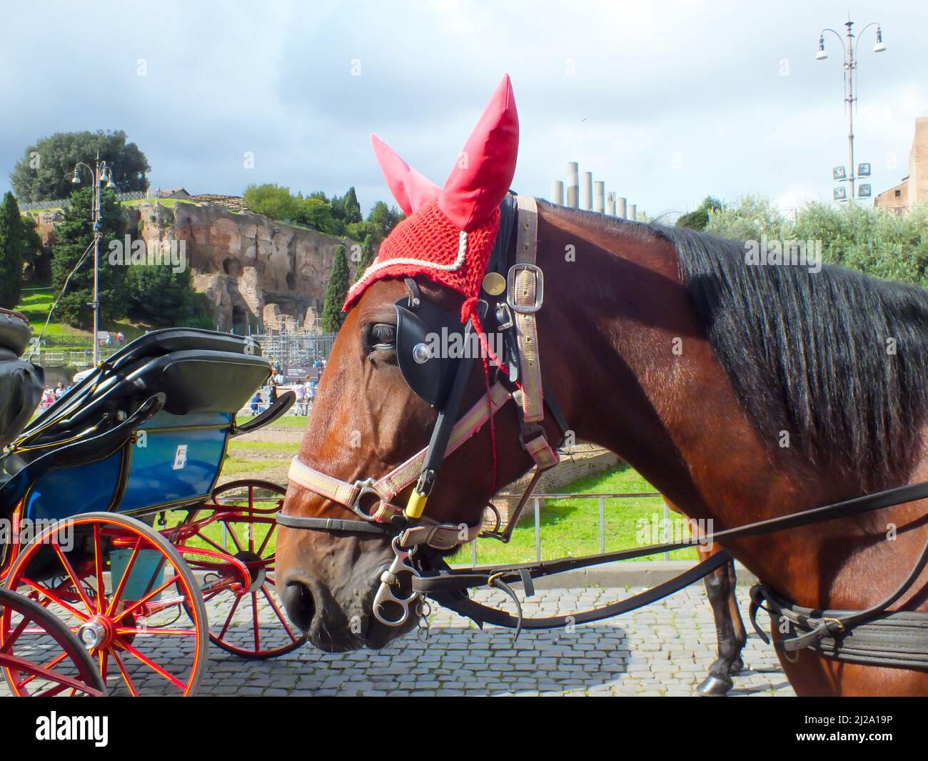 Rome, Colisée, Italie - juillet 15 2013 : cheval et calèche au Colisée de Rome, Italie, gros plan portrait d'un cheval portant un casque antibruit Banque D'Images