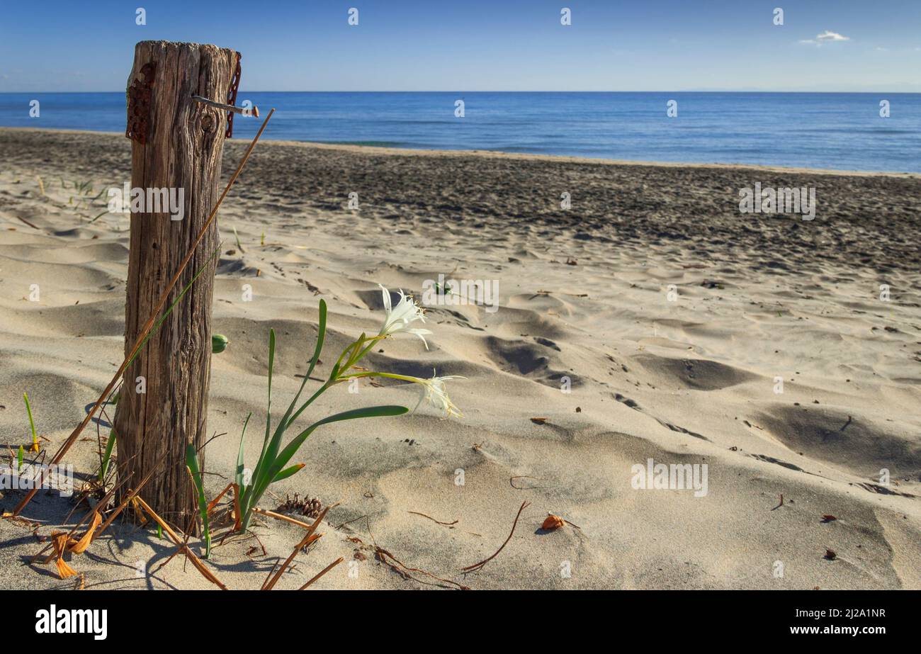 La force de la nature : fleur solitaire sur la plage de sable à côté d'un poteau cloué en bois. Fleurs sauvages d'été. Plage d'Alimini : Pancratium maritimum. Banque D'Images