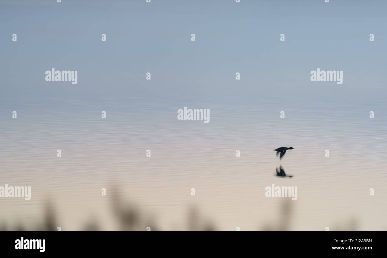 Canard volant au-dessus du lac calme à l'aube Banque D'Images