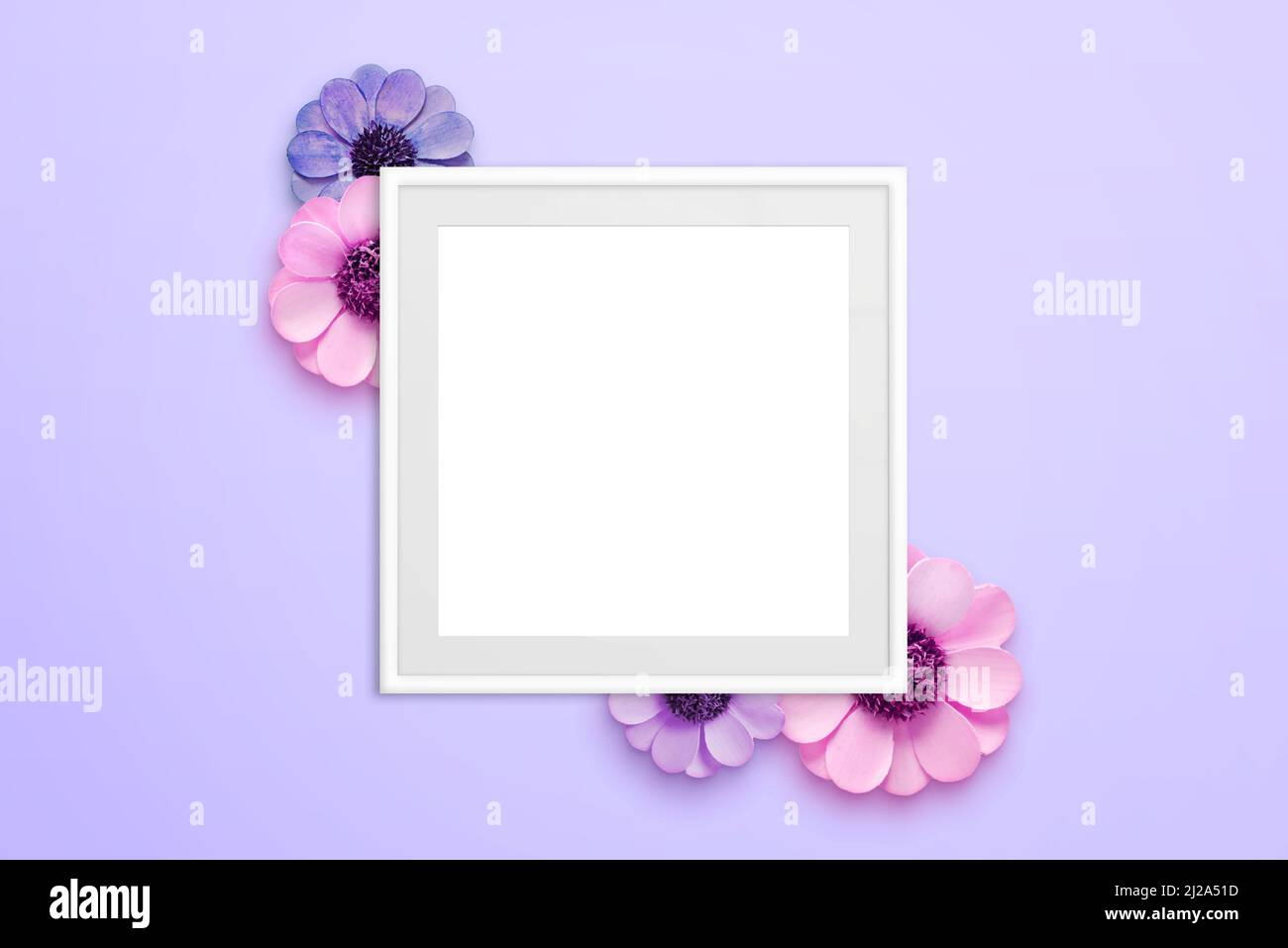 Cadre photo vierge entouré de fleurs sur une surface mauve. Vue de dessus, composition de la pose à plat Banque D'Images Cadre photo vierge entouré de fleurs sur une surface mauve. Vue de dessus, composition de la pose à plat Banque D'Images