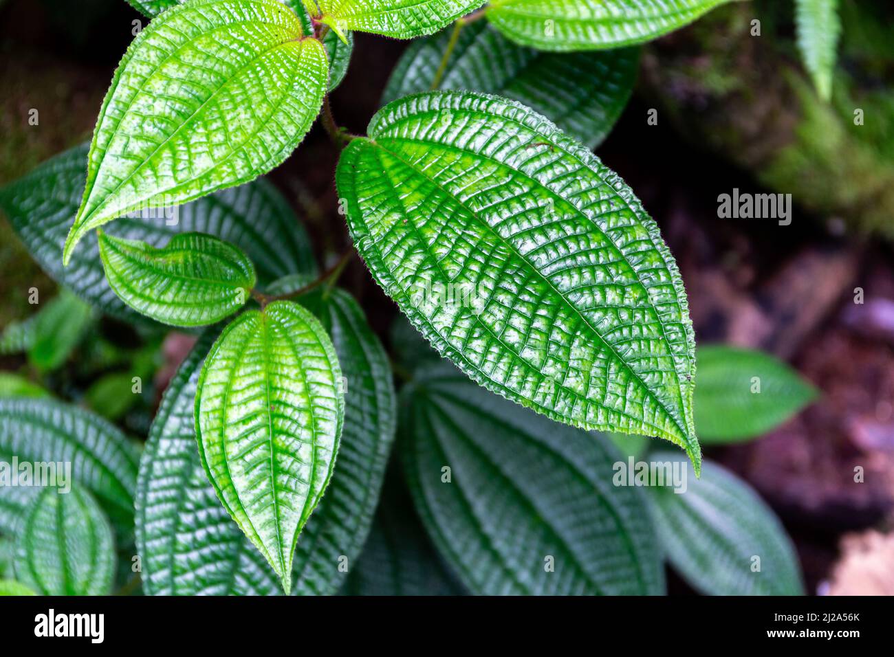 Clidemia hirta, connue sous le nom de malédiction de Koster ou Soapbush, vue rapprochée de feuilles en plan avec réseau dense de veines, île de Mahé, Seychelles. Banque D'Images