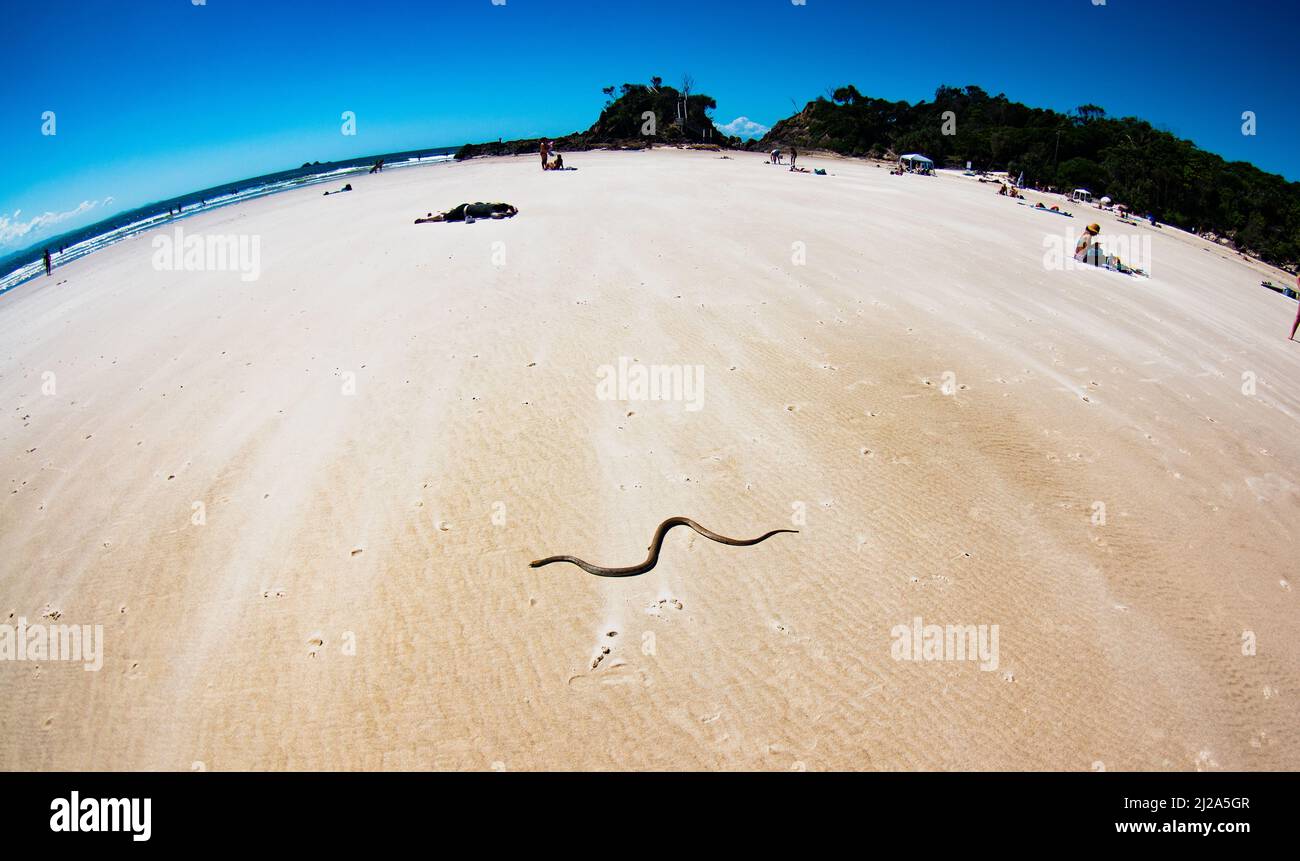 serpent sur la plage Banque D'Images