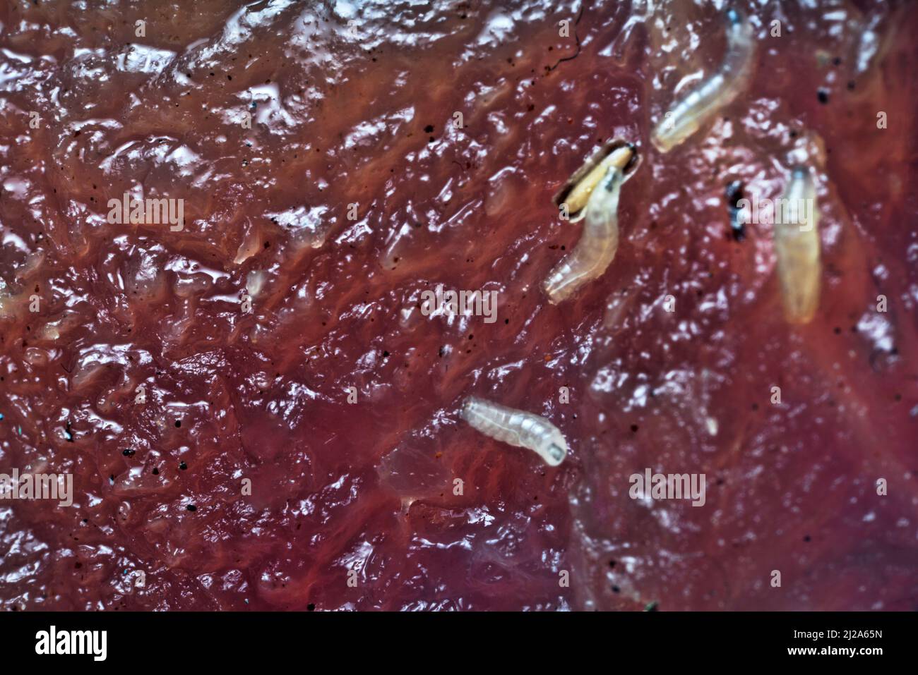 Œufs et larves de mouches (pinkie) sur la viande. La larve utilise du pus ou des tissus en