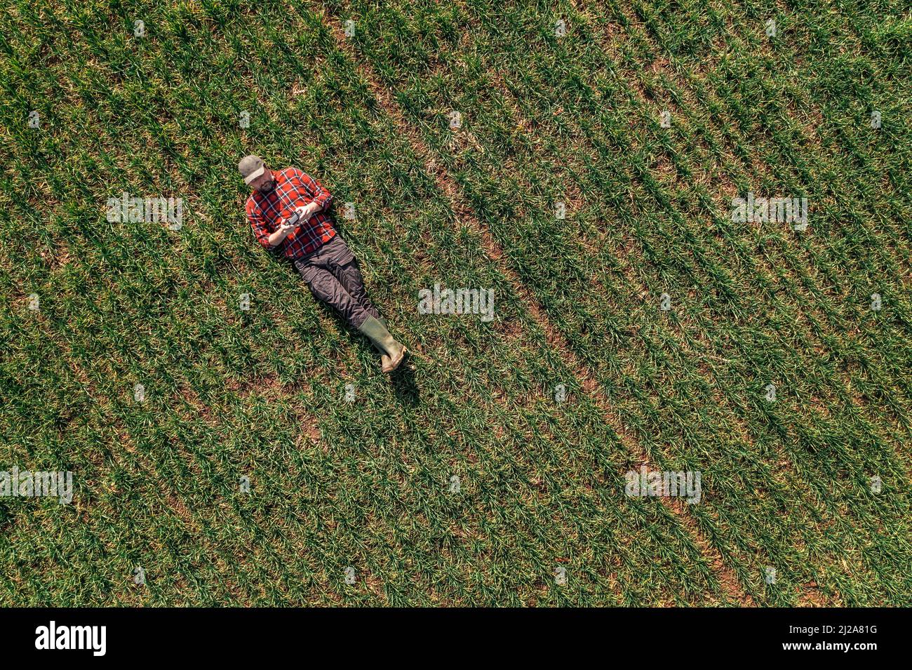 Agriculteur se trouvant sur le sol et utilisant le contrôleur à distance de drone pour observer le champ de blé cultivé, vue de dessus drone pov Banque D'Images