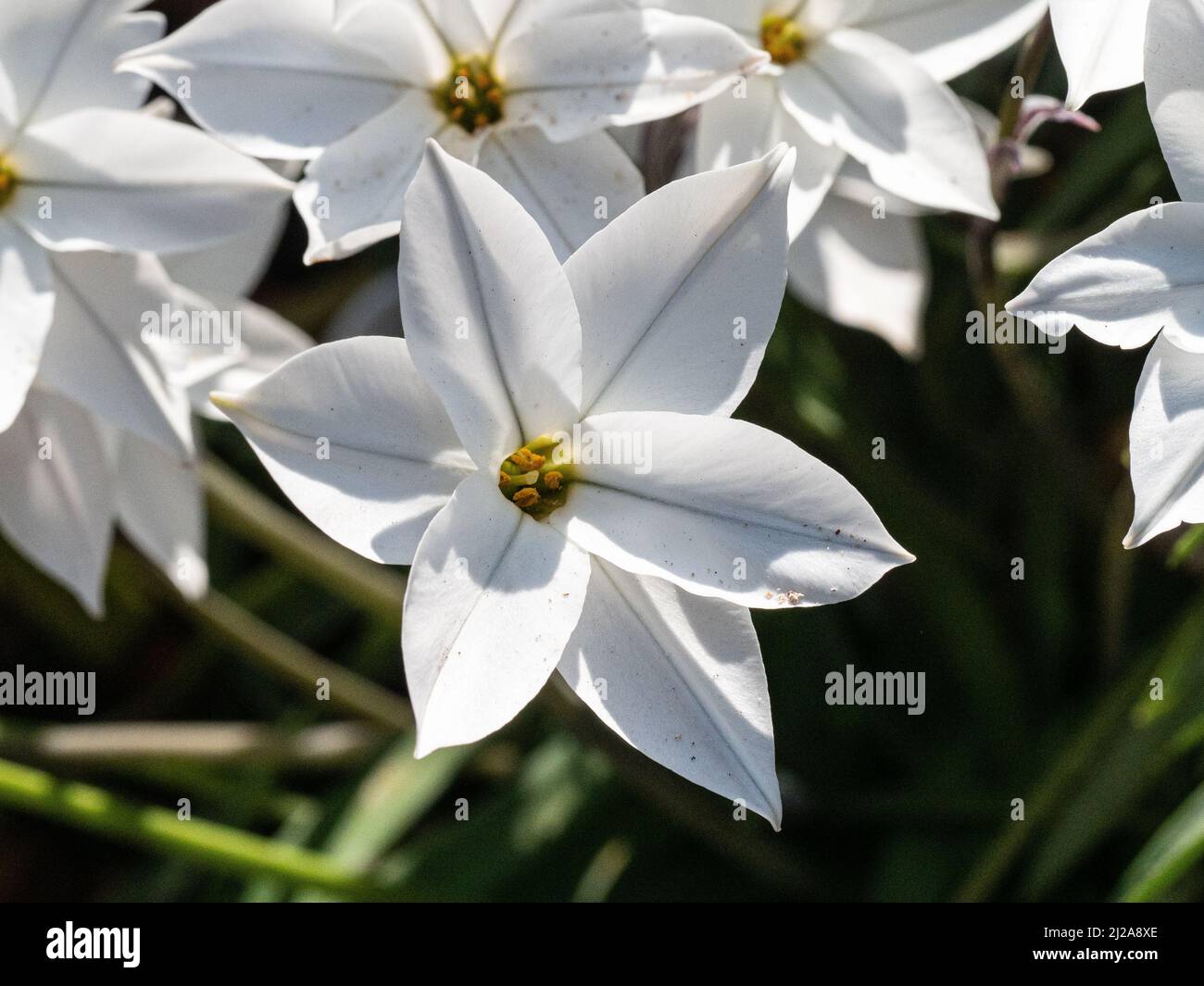 Fleurs en forme d'étoile Banque de photographies et d'images à haute  résolution - Alamy
