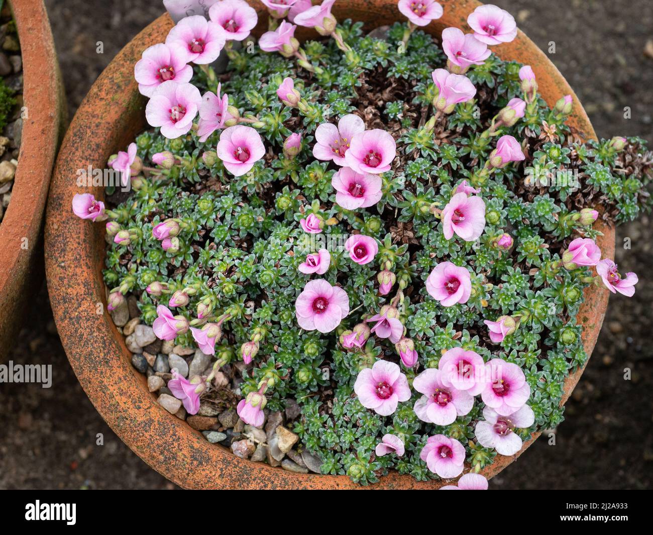 Une casserole de la Saxifraga 'Cranbourne' alpine à floraison précoce montrant les délicates fleurs roses Banque D'Images