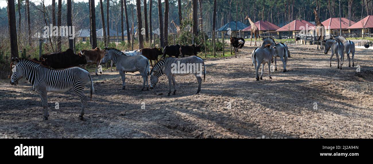 Plusieurs steppe et savane animaux tels que zèbres, bétail africain, girafes et un autruche sont situés sur un terrain sablonneux dans un zoo appelé parc safari Bee Banque D'Images