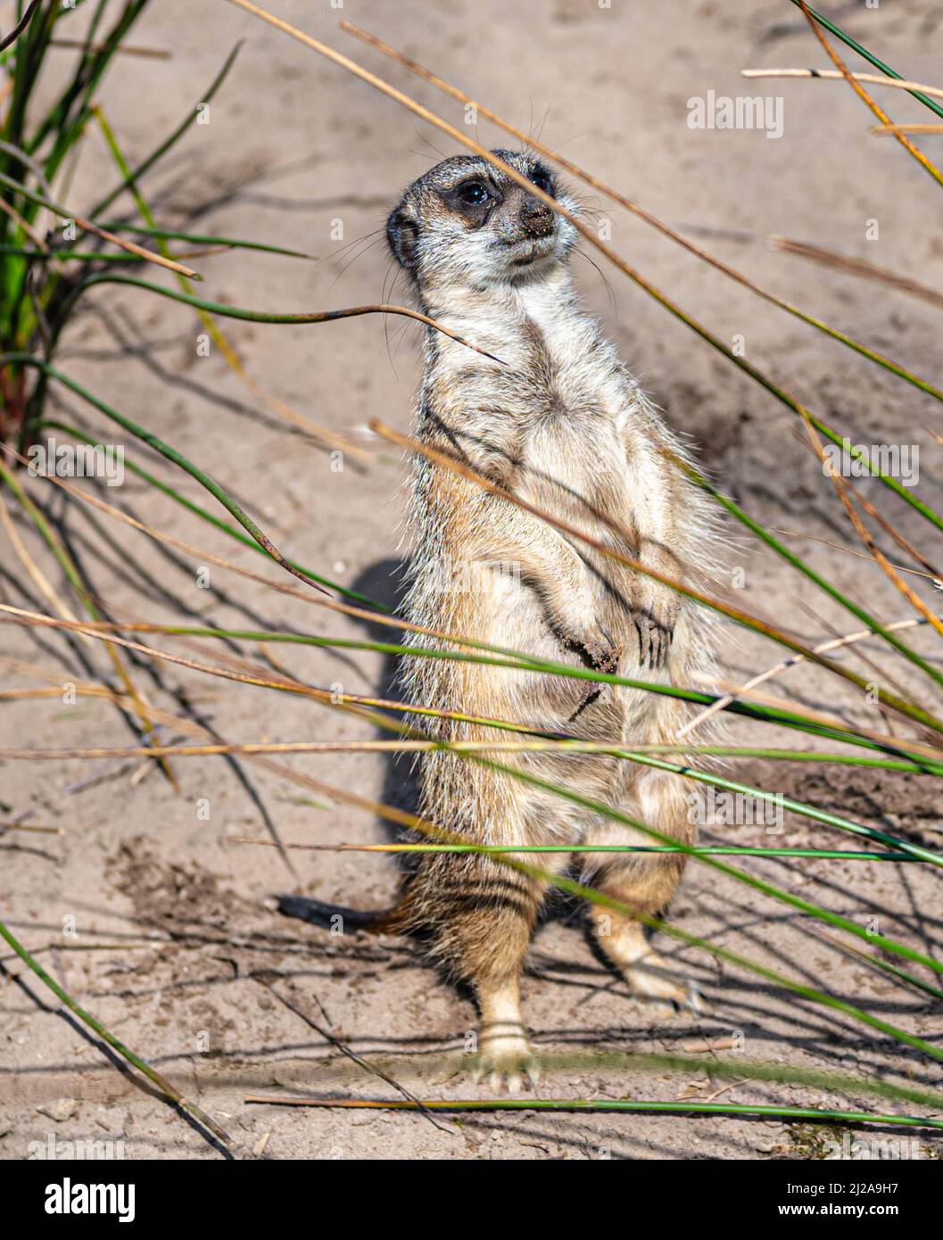 méerkat drôle et mignon debout sur une surface sablonneuse sur le belvédère Banque D'Images