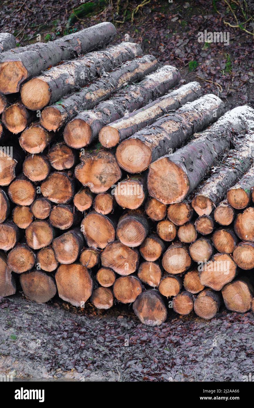 Gros tas de bois fraîchement coupé empilé près d'une forêt dans la campagne des Cotswolds. Banque D'Images