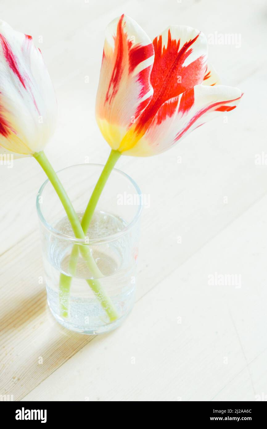 Un petit vase en verre avec deux fleurs de tulipe de couleur vive en pleine fleur. Banque D'Images