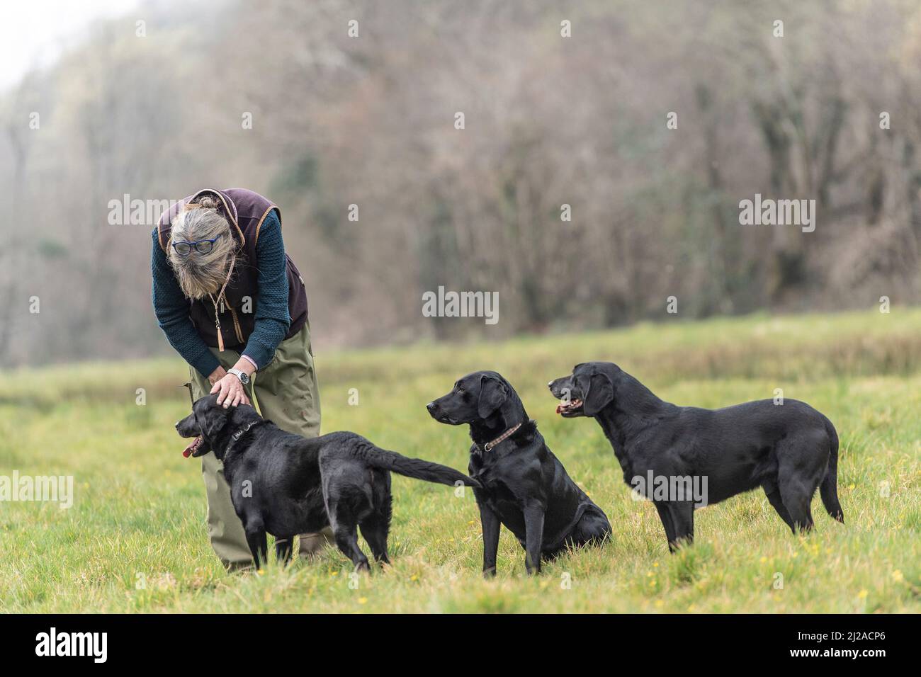 chien de levage en session d'entraînement Banque D'Images