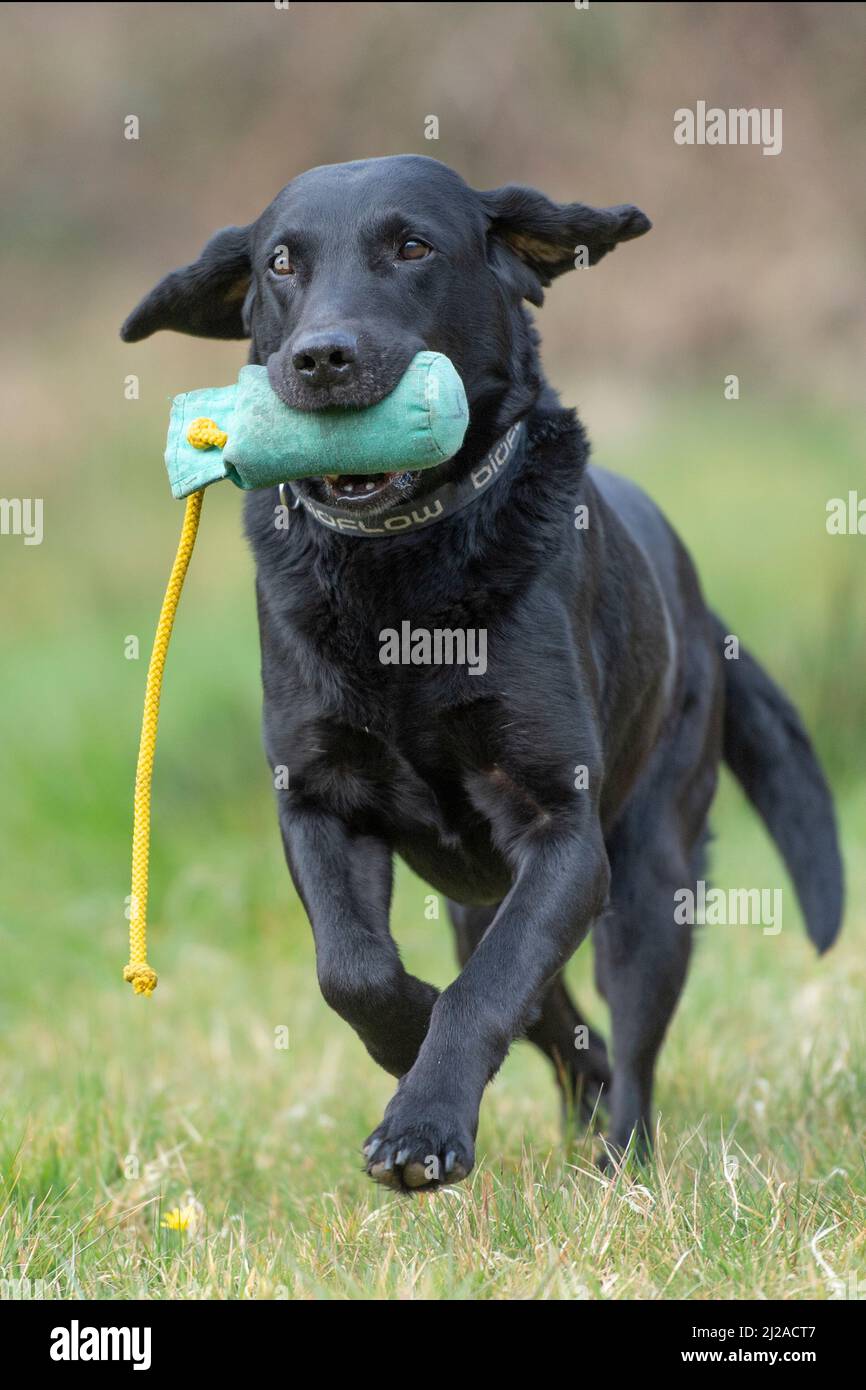 labrador retriever récupérer un mannequin Banque D'Images