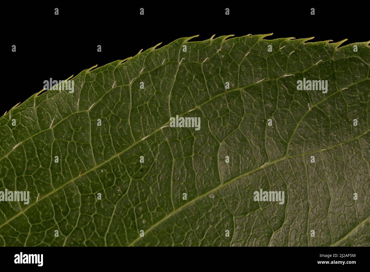 Hardy Kiwi (Actinidia arguta).gros plan de la marge de la feuille Banque D'Images