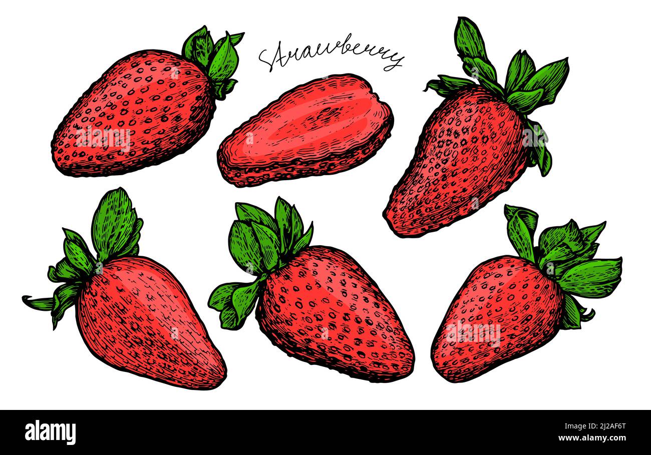 Ensemble de fraises douces et fraîches. Illustration du vecteur alimentaire de la baie rouge Illustration de Vecteur