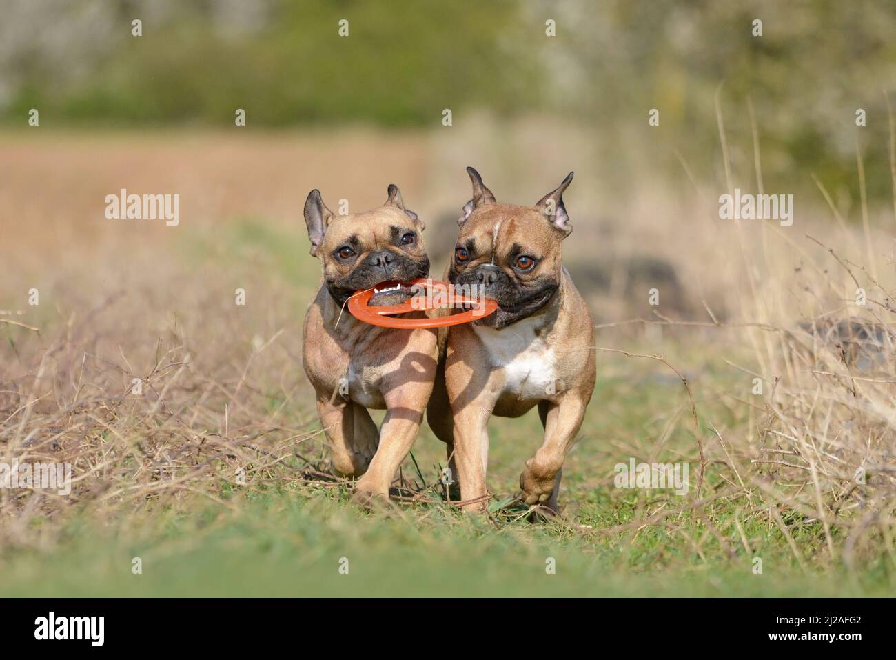 Deux chiens de Bulldog français jouent chercher avec le jouet volant de disque Banque D'Images