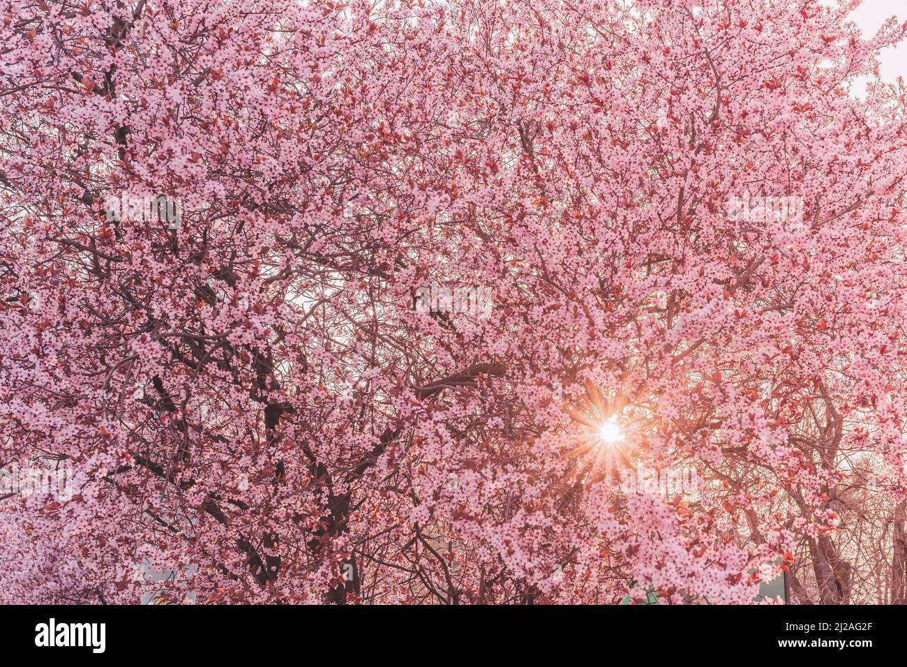Rayons du soleil à travers les pétales roses en fleur de sakura japonais. Arrière-plan rose naturel de l'arbre sakura en fleurs en gros plan au coucher du soleil. Printemps de saison, A Banque D'Images