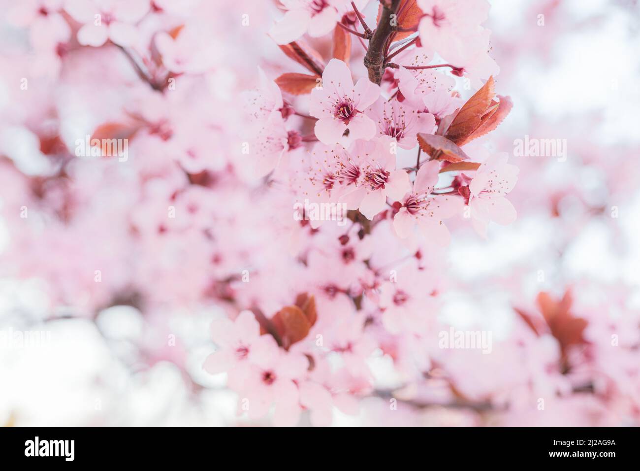 fleur de cerisier rose au printemps. Sakura fleurs rose flou de mise au point. Pommier en fleur, fond de printemps, tendresse des cosmétiques écologiques naturels. Banque D'Images