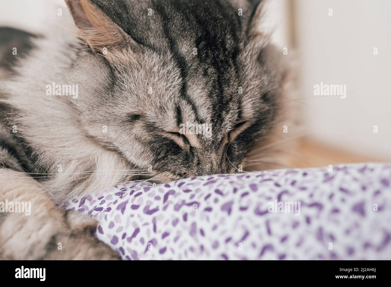 Animaux Ivres Banque De Photographies Et D Images A Haute Resolution Alamy