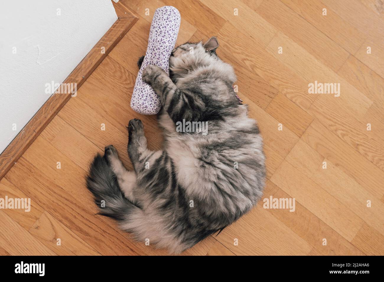 Animaux Ivres Banque De Photographies Et D Images A Haute Resolution Alamy Animaux Ivres Banque De Photographies Et D Images A Haute Resolution Alamy