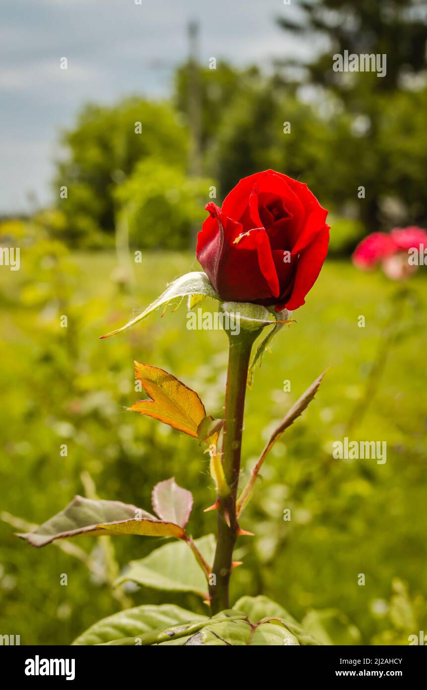 Le bourgeon d'une rose rouge dans le jardin du monastère de Kovilj. Banque D'Images