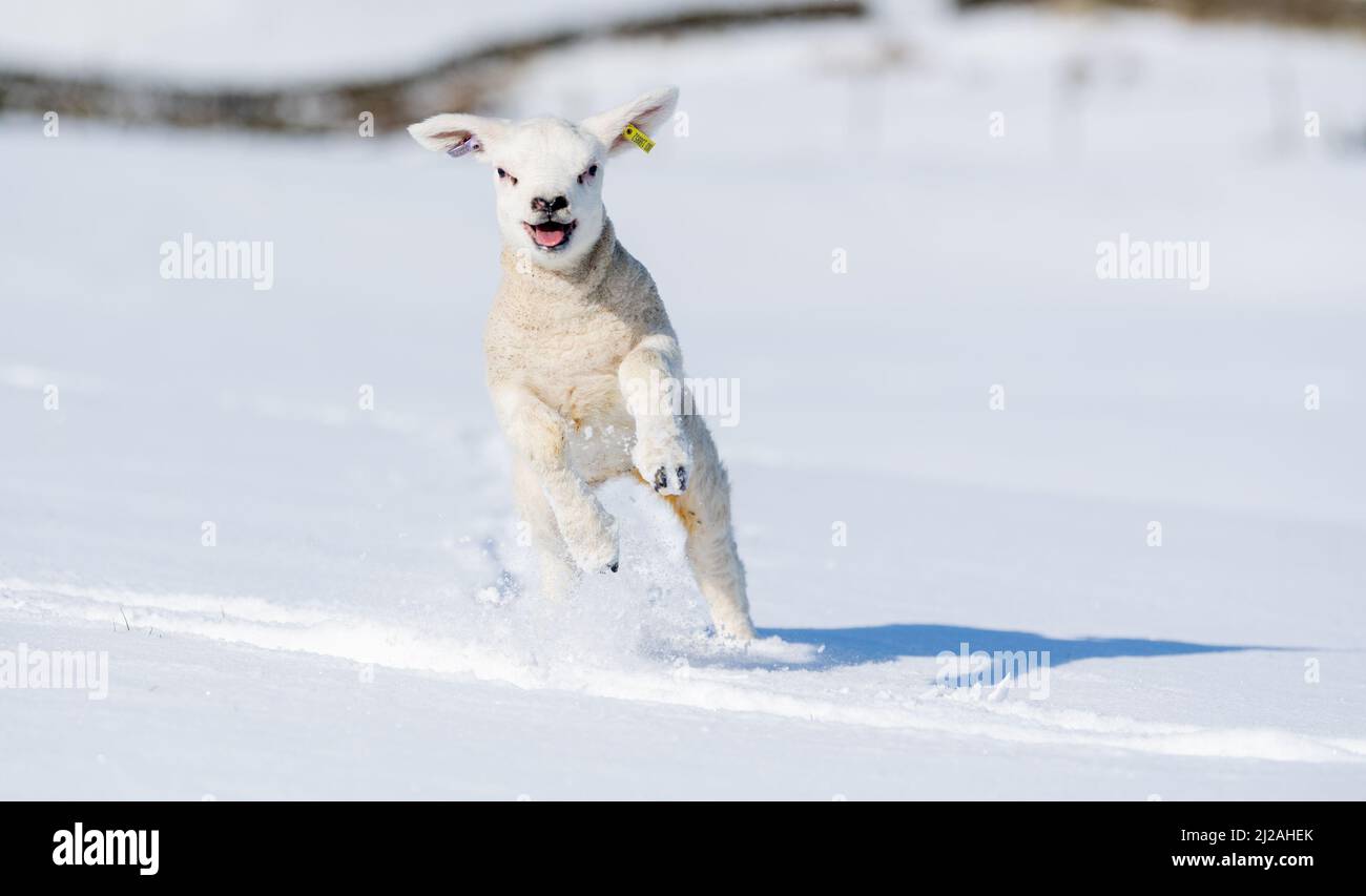 Météo - 31st mars 2022 - Hawes, North Yorkshire, Royaume-Uni. FLO, l'agneau texel de 3 semaines, qui a fait un saut dans le champ couvert de neige de sa maison près de Hawes, dans le parc national de Yorkshire Dales, qui a réveillé une couverture de substance blanche. Crédit : Wayne HUTCHINSON/Alamy Live News Banque D'Images