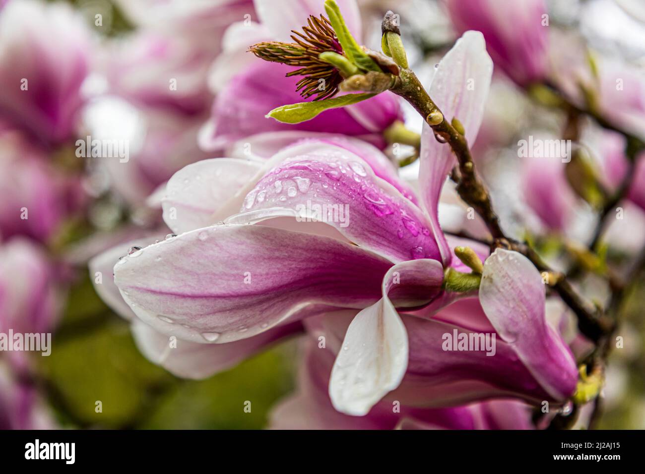 Le Magnolia fleurira sous la pluie Banque D'Images